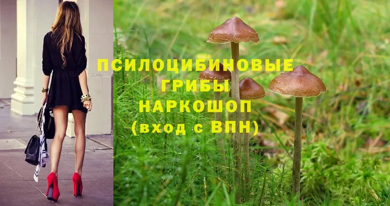 Галлюциногенные грибы Cubensis  KRAKEN рабочий сайт  Ельня  хочу  